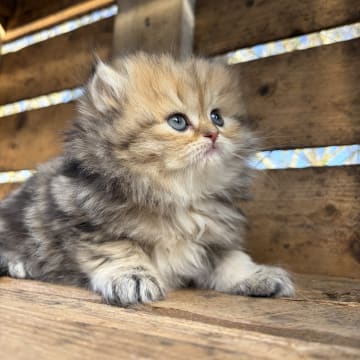 SE*Lilla Kattmakeriet