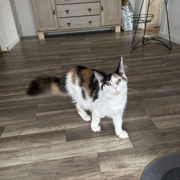 Wikslynx