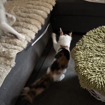 Wikslynx