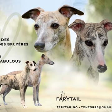 Farytail