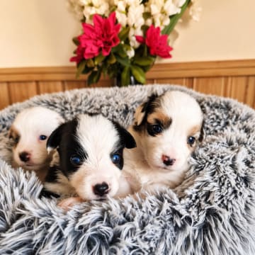 Emterborns