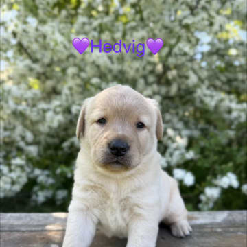 Joytriever