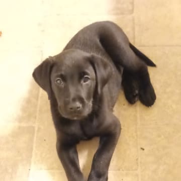 Mitzys retrivers