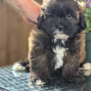 Shihpoo