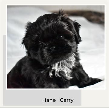 The merry shih-tzu family
