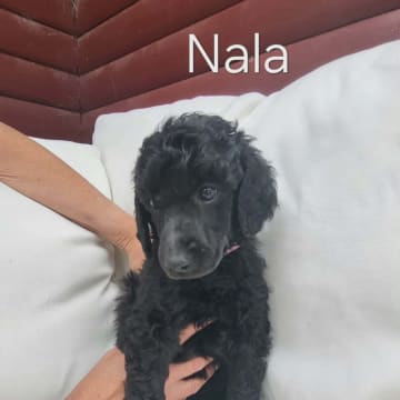 Niktas fusion