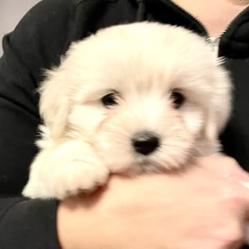 White Forest Kennel