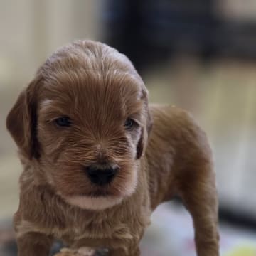 Lyckornaslabradoodle