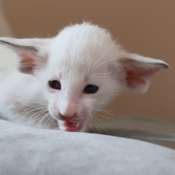 Oriental Adore Cattery