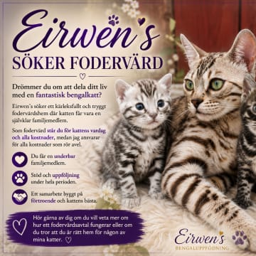 Eirwens