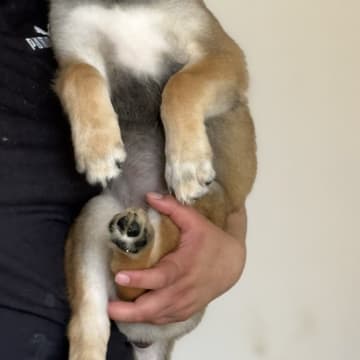 Husky Malinois
