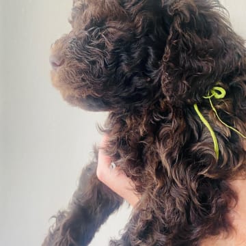 Redéns Lagotto