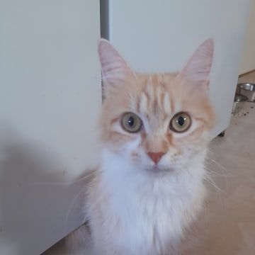 SnowKitten