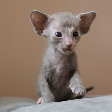 Oriental Adore Cattery