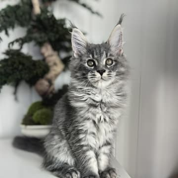 NO *Golden Lynx