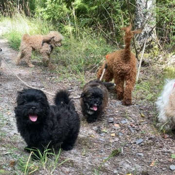 Shihpoo