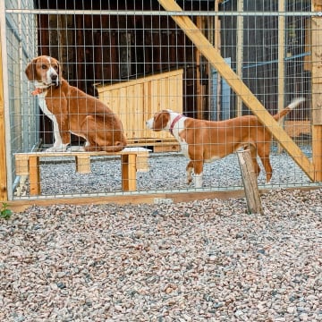 Francos Björlida Kennel