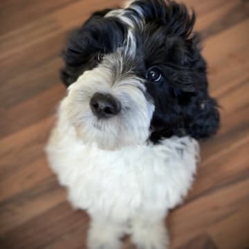 101 Labradoodles