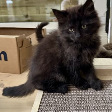 Petit Pavot