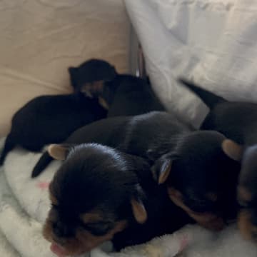 Sweet little Pollys