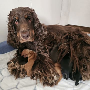 Valentinas Glam Dogs