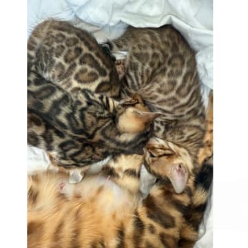 SE*ExoticJungleCats