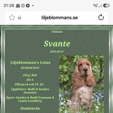 Valentinas Glam Dogs
