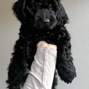Royalcockerpoo