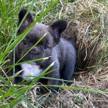 Hill's bullz