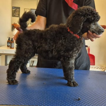 Toy-Max