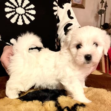 White Forest Kennel