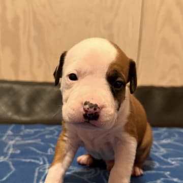 Patrick Nielsen Amstaff
