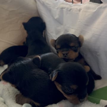 Sweet little Pollys