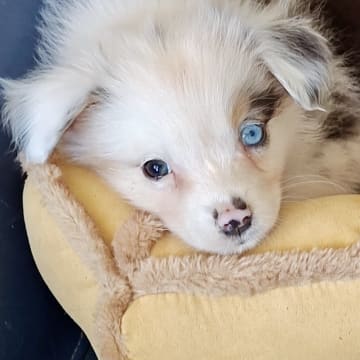 CHa