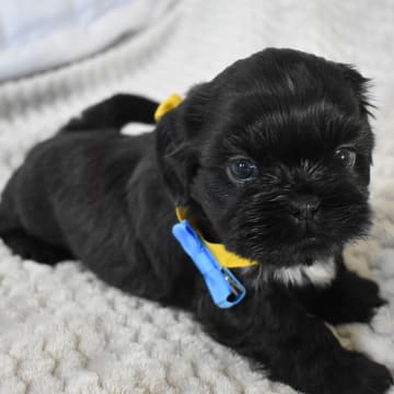 The merry shih-tzu family