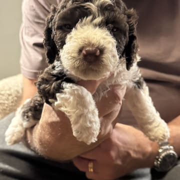 Goldies Prima