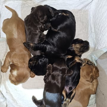 Valentinas Glam Dogs