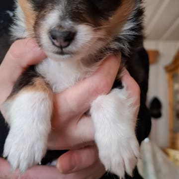 Bentersheltie