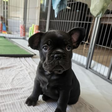 Skogslyckan