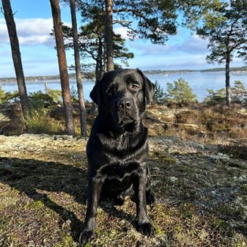 Körninge