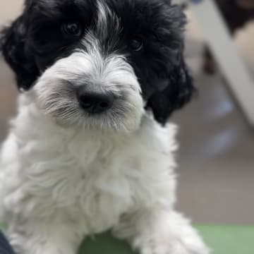 101 Labradoodles