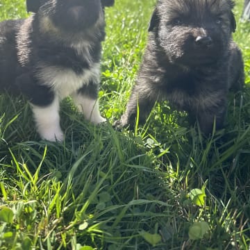 Millie o Milo kennel