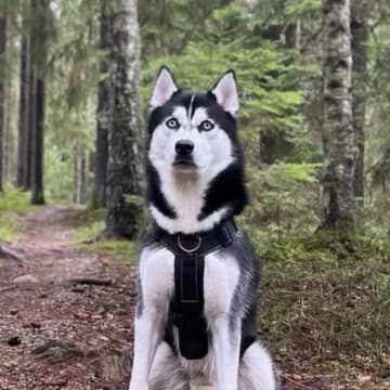 Husky Malinois