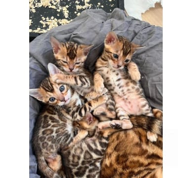 SE*ExoticJungleCats