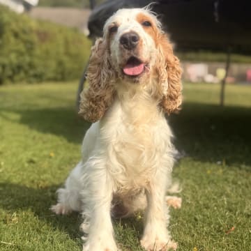 Cockerpoo valpar