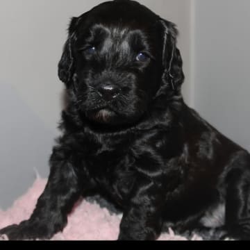 Dalkullas labradoodle