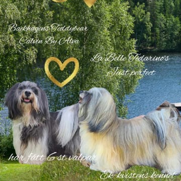 Ek-kvistens kennel
