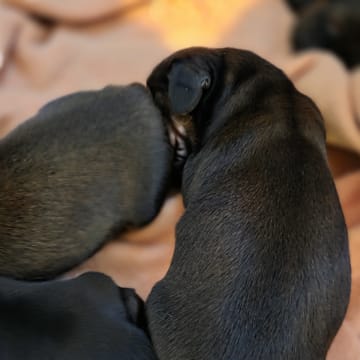 Fyrstjärnans