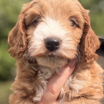 Cockerpoo valpar