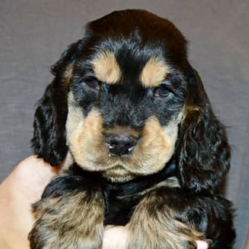 Coxica’s kennel